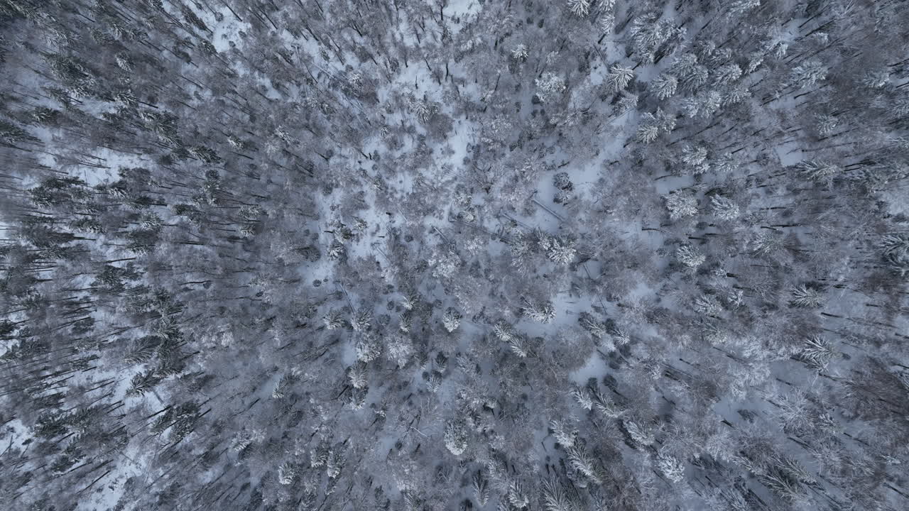 vista de arriba hacia abajo del invierno en el bosque