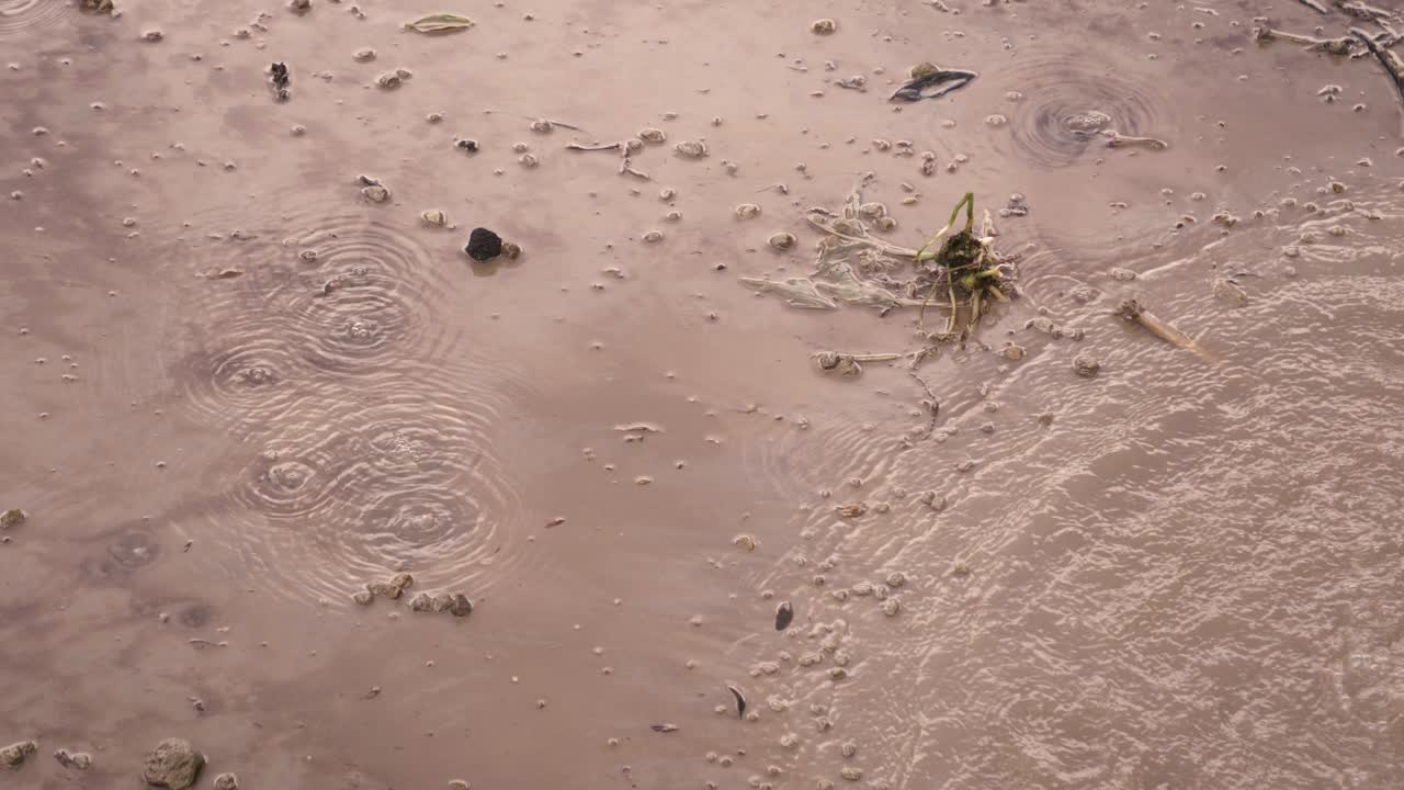 Steady shot of many volcanic springs bubbling on muddy water, closeup