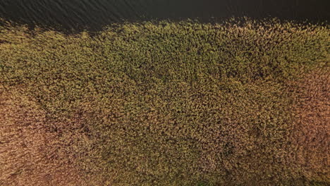 aerial view of a reed bed by a body of water