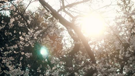 spring cherry blossoms at peak bloom.