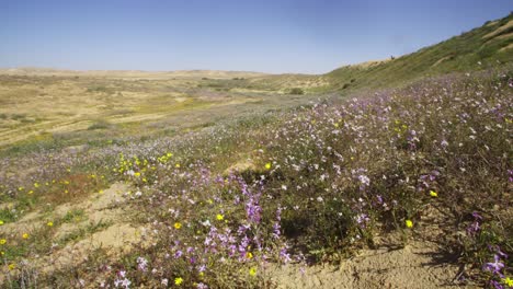 a brief spring bloom in the western negev plains