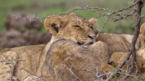 cachorro de león durmiendo en matorral africano