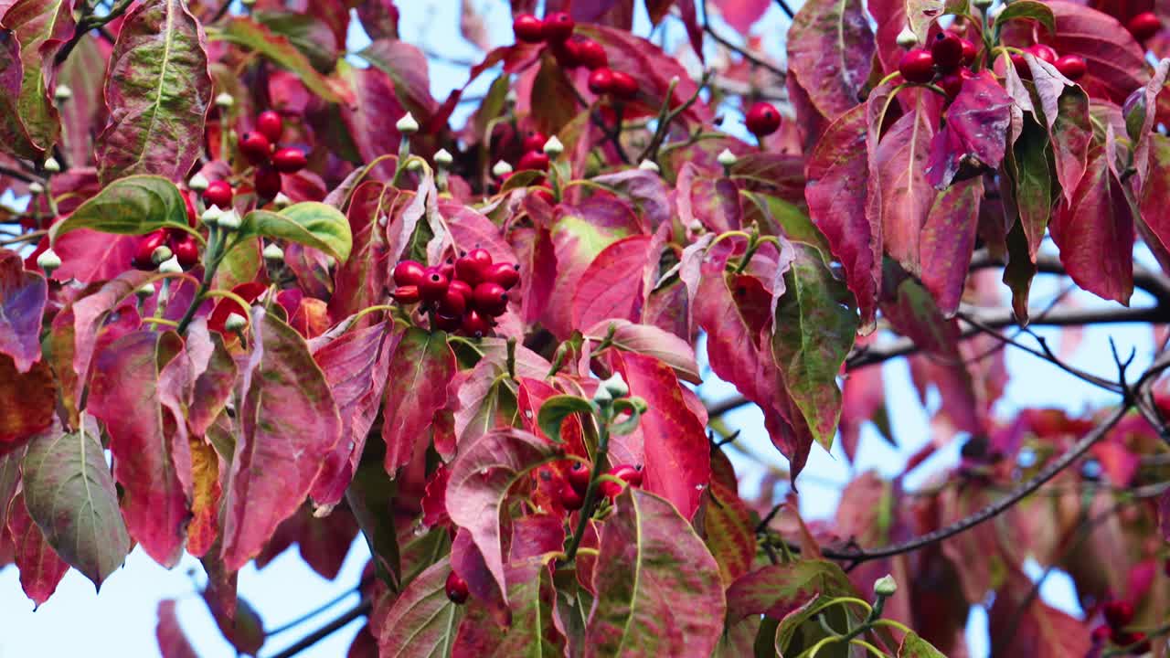 Extreme close-up of vibrant red dogwood leaves and large clusters of shiny red berries