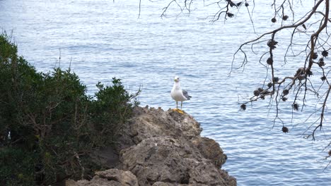 Hermoso-Pájaro-En-La-Bahía-De-Mallorca-Con-El-Mar-Al-Fondo