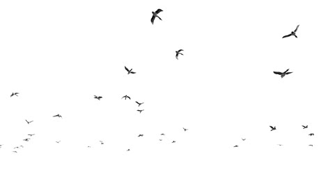 ducks flying against white, 4k