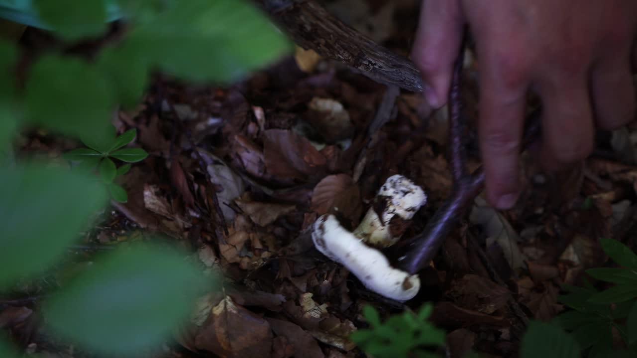 mirando el hongo blanco salvaje, la escena de forrajeo salvaje, de cerca