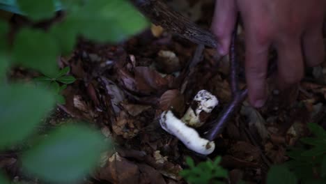 Looking-at-Wild-White-Mushroom,-Wild-Foraging-scene,-Close-Up