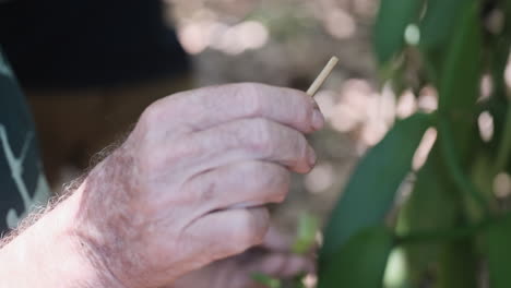 male farmer pollinating a vanilla bean flower during sunny day in wilderness,close up