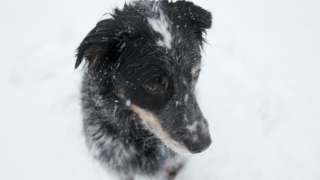 Der-Entzückende-Hütehund,-Der-Im-Schnee-Sitzt,-Wird-Abgelenkt-Und-Rennt-Davon