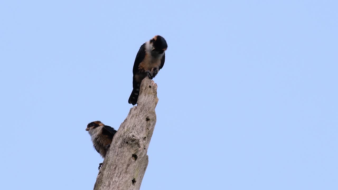 el falconet de muslo negro es una de las aves rapaces más pequeñas que se encuentran en los bosques de algunos países de asia
