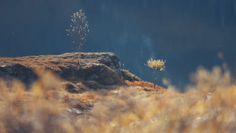 twee jonge berkbomen staan op de rotsachtige uitlopers bedekt met verwelkt gras aan de rand van het meer