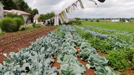 righe di cavolo organico coltivato in casa, broccoli, lattuga, fagiolini che crescono nel giardino amish, asciugatura della biancheria su stendibiancheria, lancaster, pennsylvania