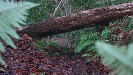 Annäherung-An-Umgestürzten-Baum-Und-Fluss