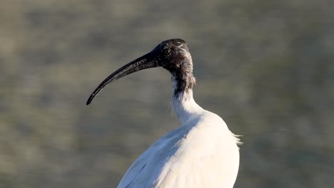 white ibis profile