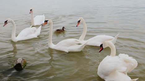 Swans-On-The-A-Lake