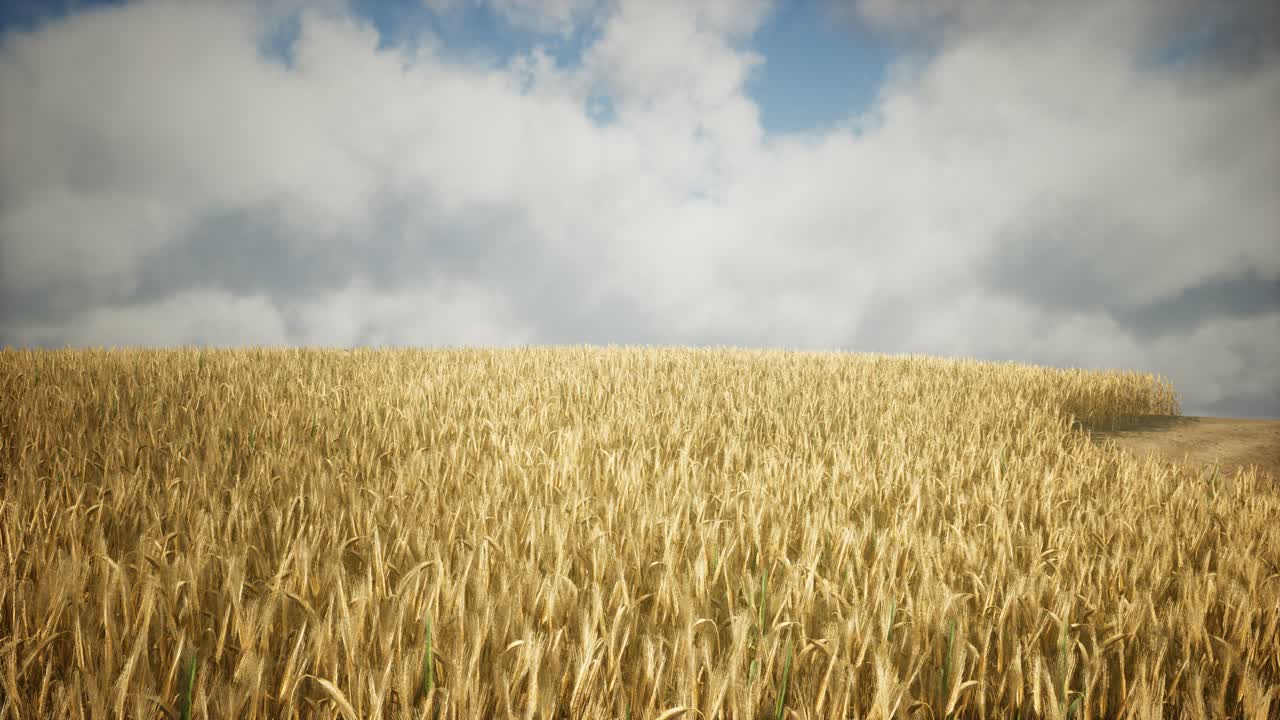 Ripe yellow rye field under beautiful summer sunset sky with clouds