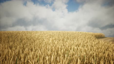 Campo-De-Centeno-Amarillo-Maduro-Bajo-El-Hermoso-Cielo-De-La-Puesta-De-Sol-De-Verano-Con-Nubes