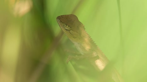 a close-up shot of a lizard with a green background. the lizard is partially hidden behind leaves.