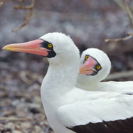 a pair of nazca boobie birds engage in a courtship mating ritual dance