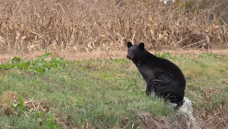 black bear crossing river running into cornfield