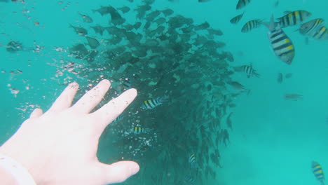 Diver-reaching-towards-school-of-tropical-fish-in-sea,-point-of-view