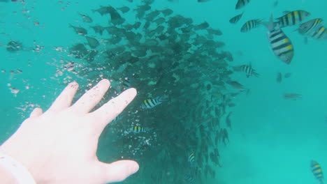 diver reaching towards school of tropical fish in sea, point of view