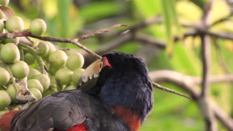 Aracari-De-Cuello-Colorido-Comiendo-Fruta-Pequeña-Con-Su-Pico,-En-Un-Bosque-Tropical-Soleado