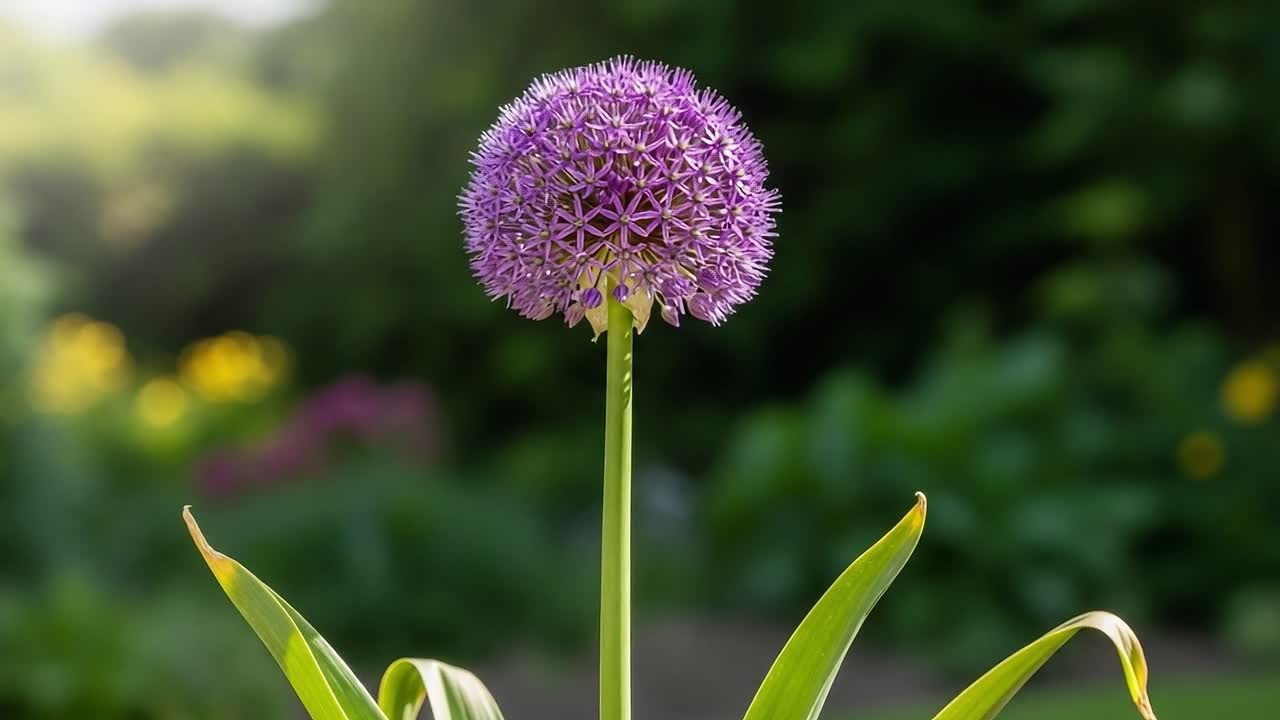 Botanical Beauty: Captivating Purple Allium Blooms in a Lush Garden Setting – Exploring Nature's Vibrant Color Palette and Floral Elegance