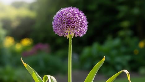 botanical beauty: captivating purple allium blooms in a lush garden setting – exploring nature's vibrant color palette and floral elegance