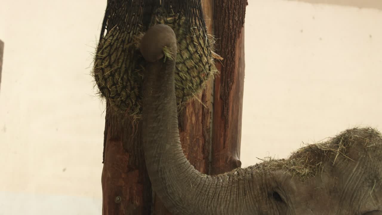 An old elephant trying to tear out some straw to quench his hunger.