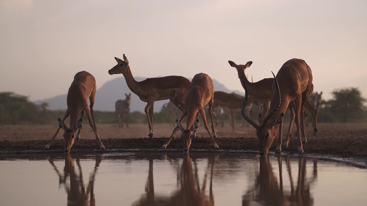 Herd of Impalas Drinking at Sunset in Africa, Golden Hour Safari Animals on African Wildlife Nature Safari, Low Angle Eye Level Shot in the wild at a Watering Hole.