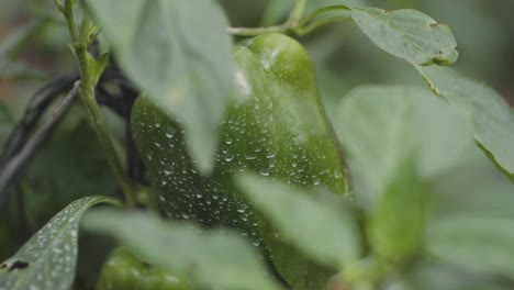 close-up of a growing green bell pepper with water droplets on a plant