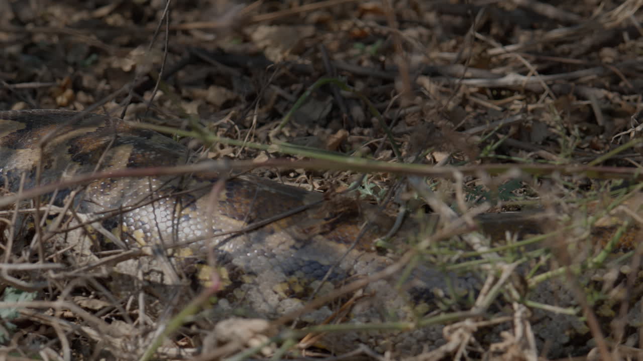 Python molurus resting quietly among brittle grass and forest debris in natural habitat