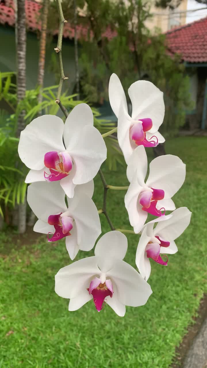 Ramo con orchidee fiorite in primo piano.