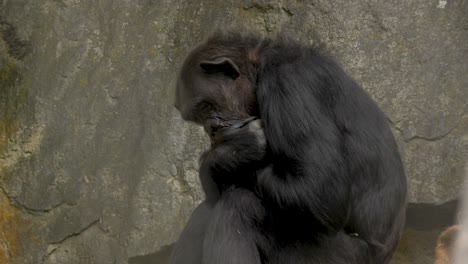 Ein-Einsamer,-Trauriger,-Schlafender-Schimpanse