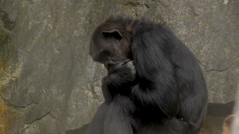 un solitario y triste chimpancé dormido