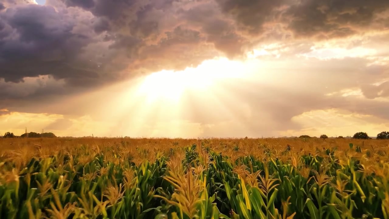 A Beautiful Sunset Illuminating a Golden Cornfield Under Dramatic Cloudy Skies, Showcasing the Beauty of Nature's Bounty and Tranquility