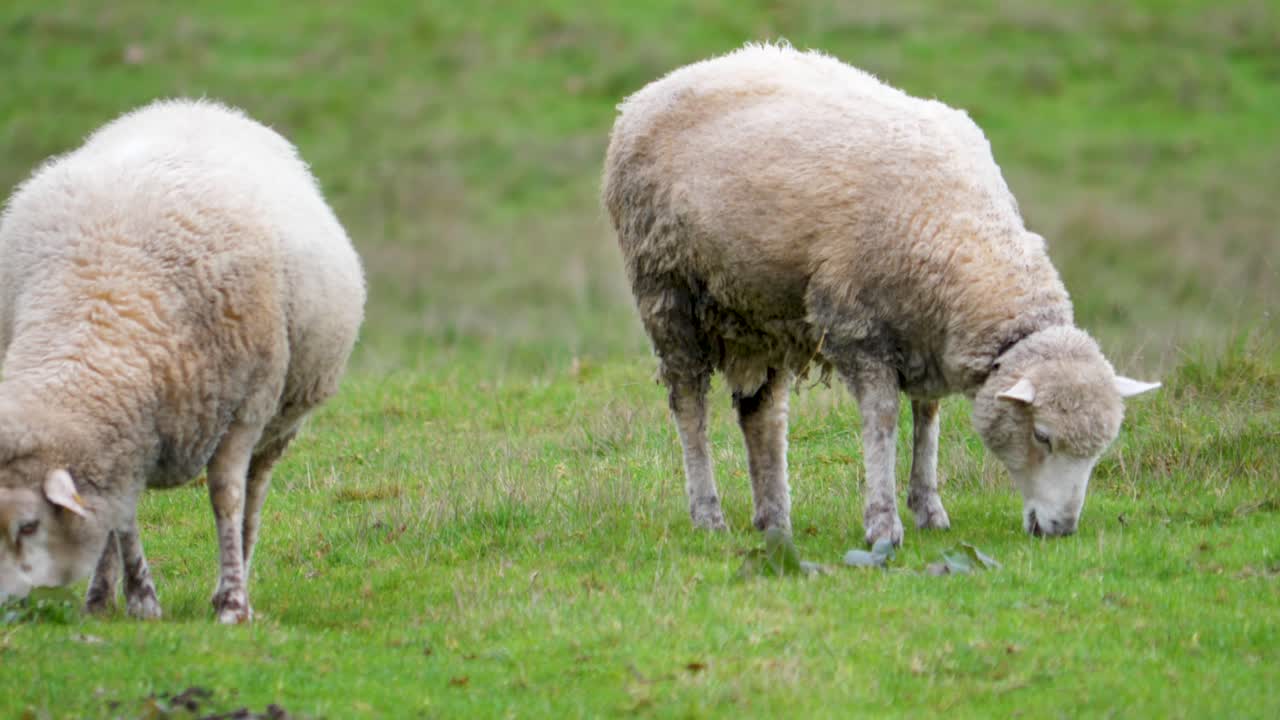 Sheep graze on grass eating in the province of ourense, in sandi&aacute;s, spain