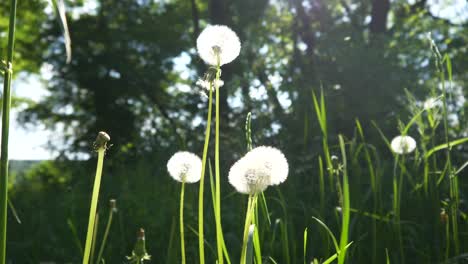 some dandelions are swinging in the wind in the nature