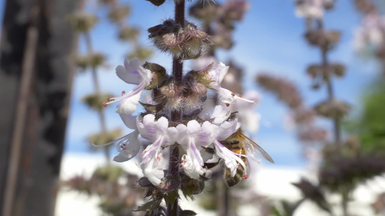 Honningbie samler nektar fra hvite blomster - Nærbilde