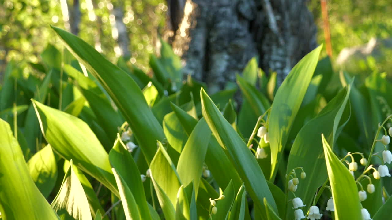 바람에 흔들리는 피는 콘발라리아 꽃의 슬로우 모션 정원