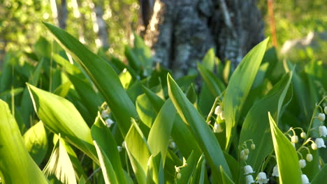 Jardín-En-Cámara-Lenta-De-Flor-De-Convallaria-Floreciente-Meciéndose-En-El-Viento