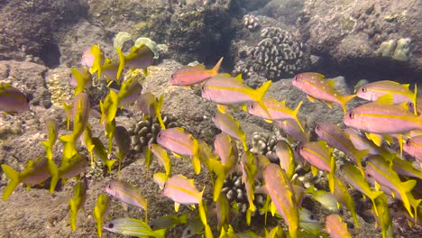 shoal of yellowfin goatfish mulloidichthys vanicolensis underwater of koloa landing , kauai, hawaii, pacific coastline of usa.