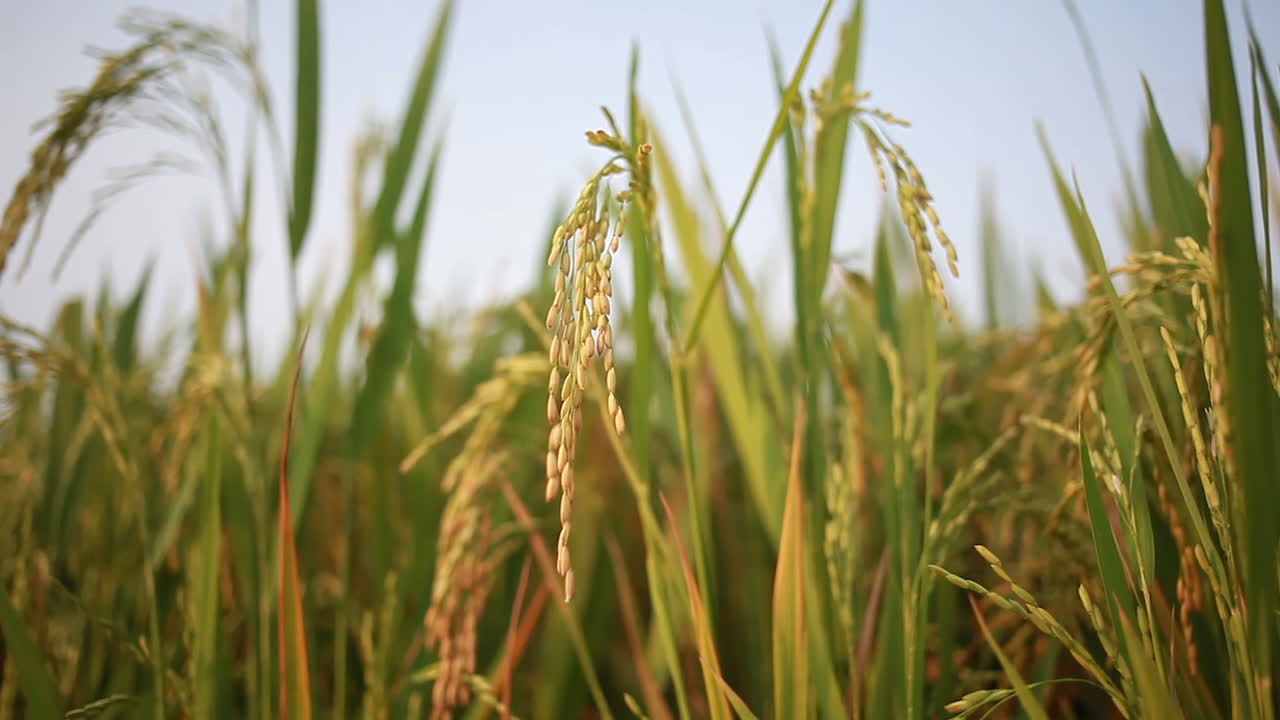 인도의 유기농 쌀 재배