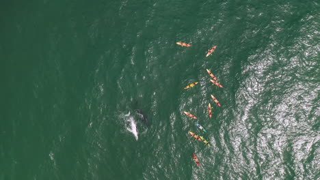 4k top view aerial shot of a large group of tourists on kayak close to a humpback whale at byron bay, australia