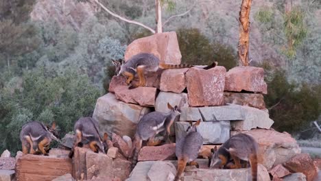 Wallaby-De-Roca-De-Patas-Amarillas-Buscando-Comida-En-Rocas-Rojas