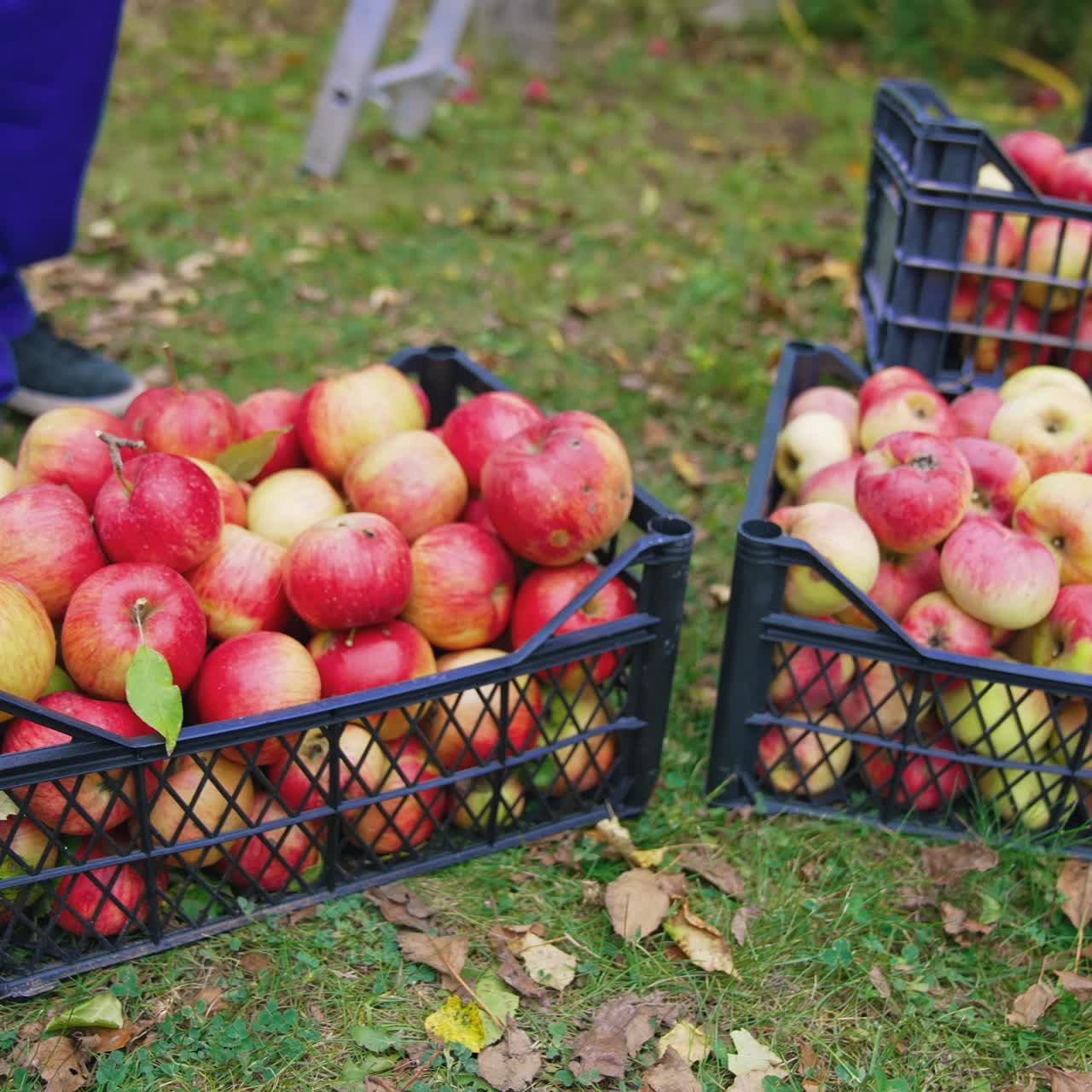 Organic fruit in drawers outdoors. Juicy apples in plastic boxes in the garden in autumn. Gardener carrying off full drawer with fresh apples. Harvesting fruits