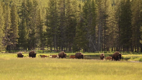 herd of bison and baby walking across a field in yellowstone national park during spring