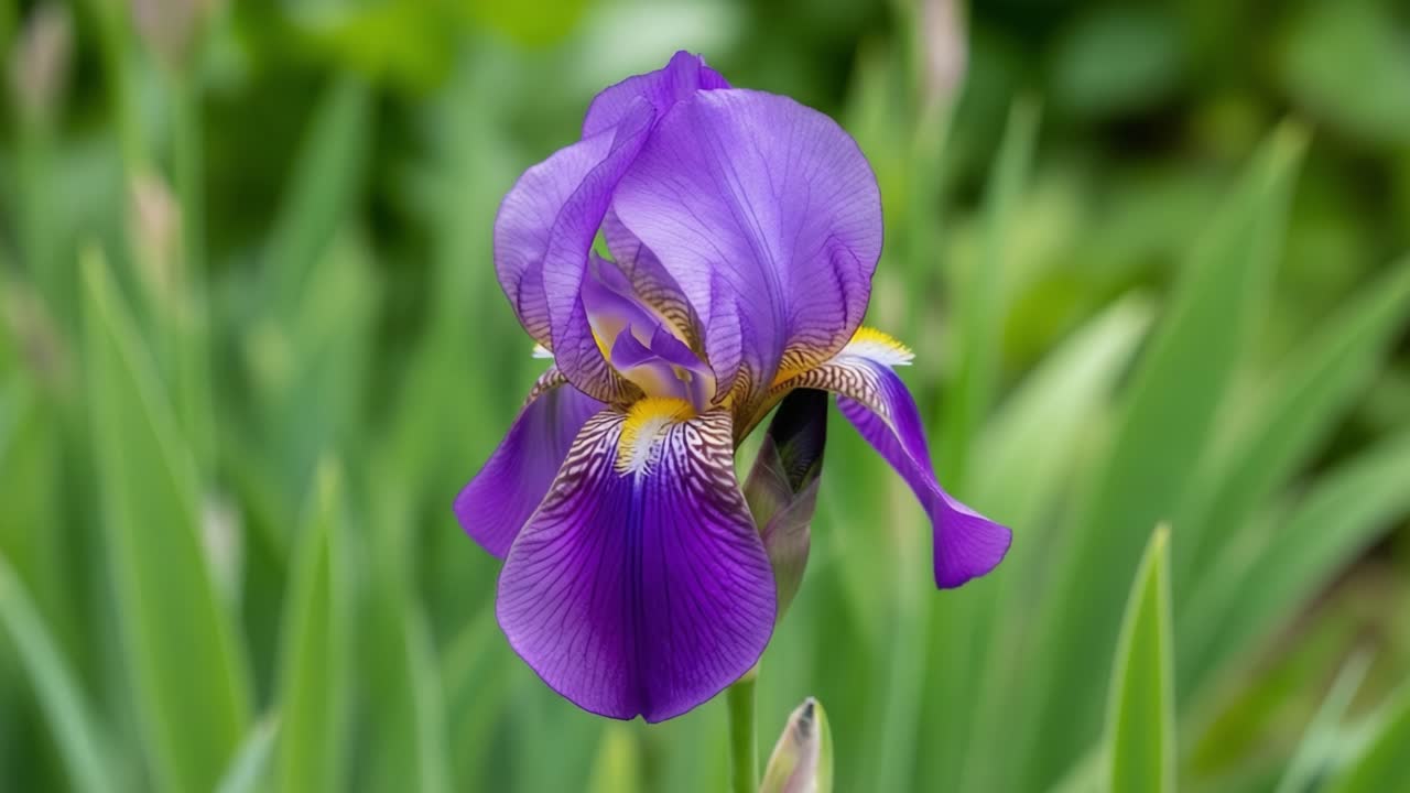 Stunning Purple Iris Flower Showcasing Its Vibrant Colors and Intricate Petal Design Against a Lush Green Background in a Serene Natural Setting
