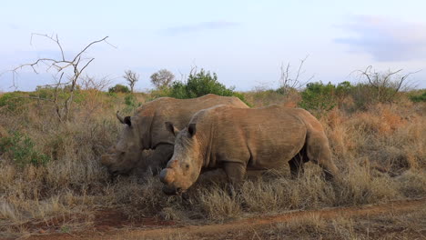 dehorned white rhinos eat roadside grasses on thanda private reserve
